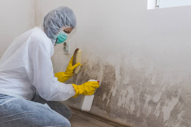 Best Industrial Mold Remediation in Pilot Mountain, NC
